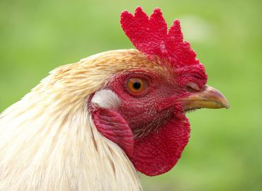 shutterstock_98338049