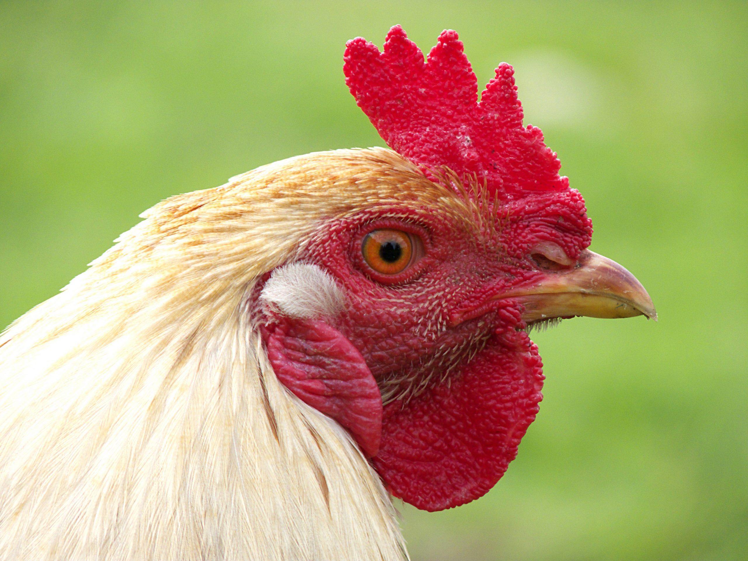 shutterstock_98338049